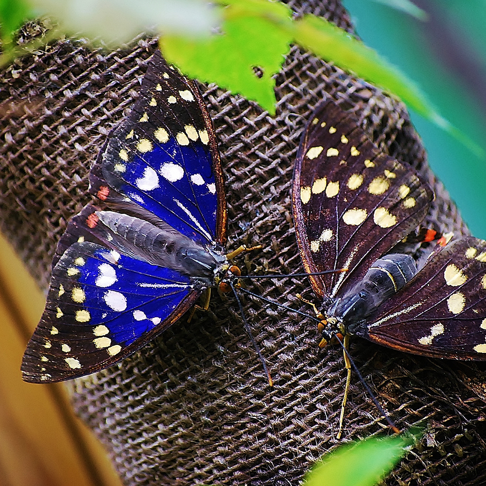 国蝶オオムラサキ | 逢瀬公園・緑化センター